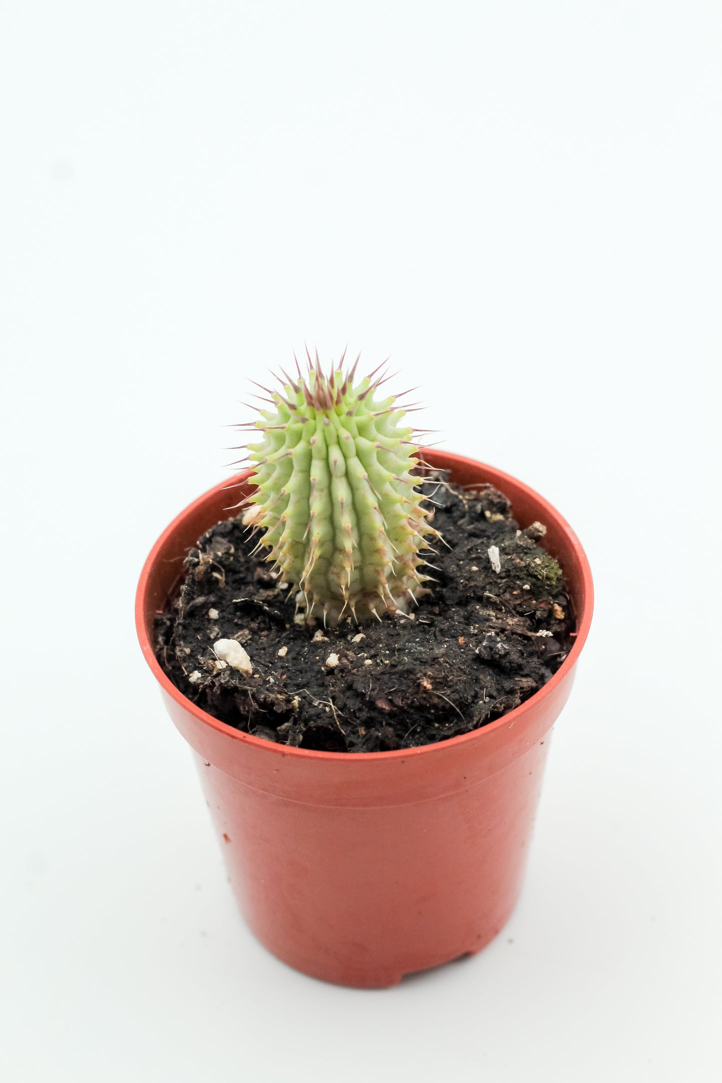 Hoodia gordonii