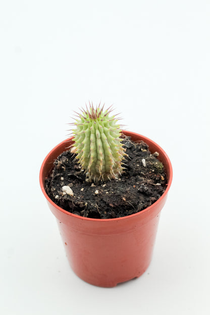 Hoodia gordonii