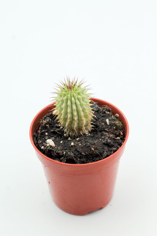 Hoodia gordonii