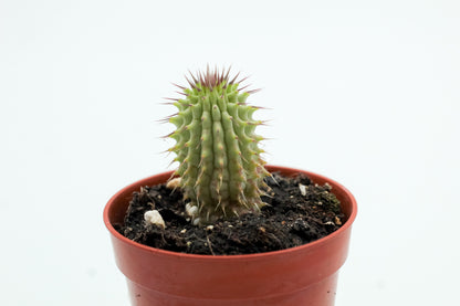 Hoodia gordonii