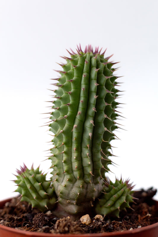 Hoodia gordonii