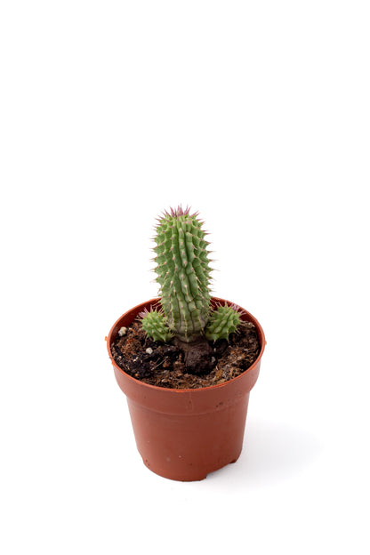 Hoodia gordonii