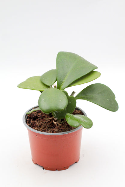 Hoya Kerrii hartjesplant