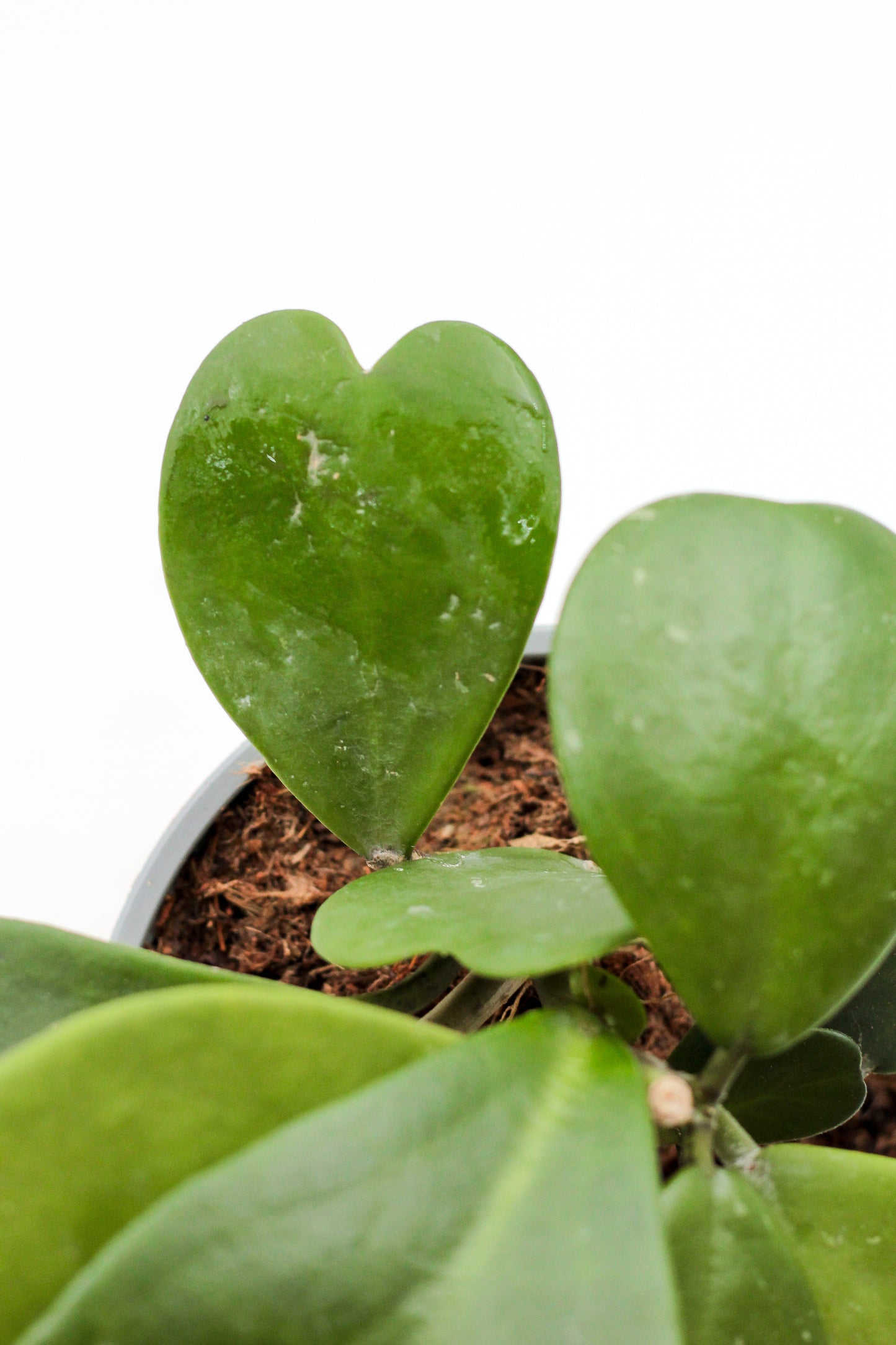 Hoya Kerrii hartjesplant