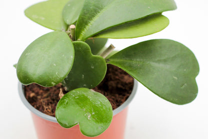 Hoya Kerrii hartjesplant