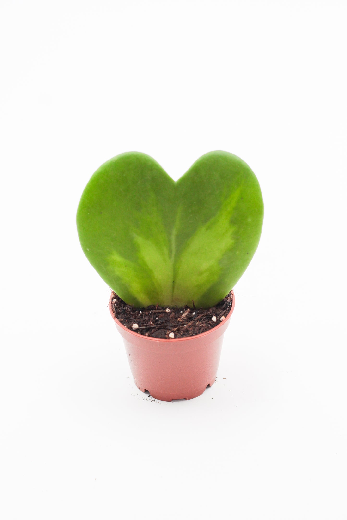 Hoya Kerrii splash