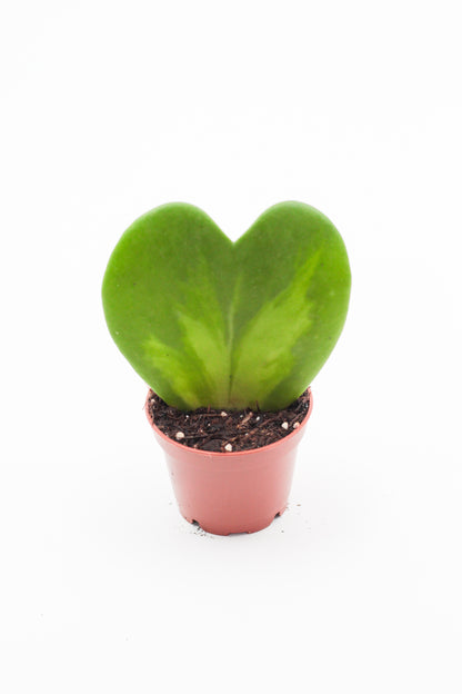 Hoya Kerrii splash