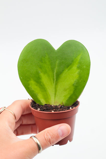 Hoya Kerrii splash