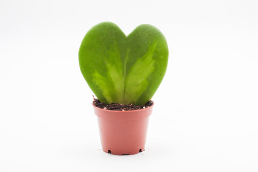 Hoya Kerrii splash