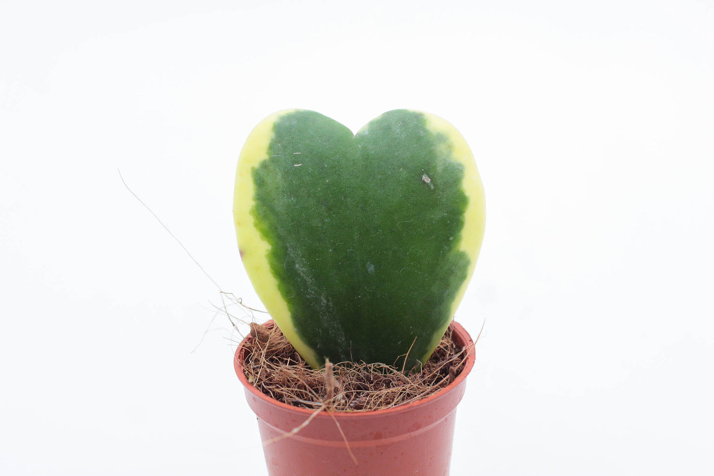 Hoya Kerrii variegata heart plant