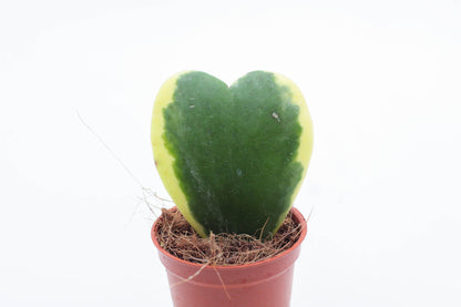 Hoya Kerrii variegata heart plant