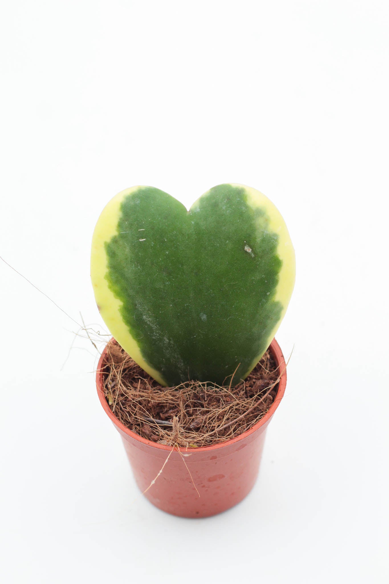 Hoya Kerrii variegata heart plant