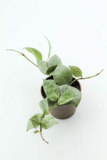 Hoya Krohniana Eskimo