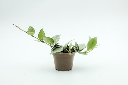 Hoya Krohniana Eskimo