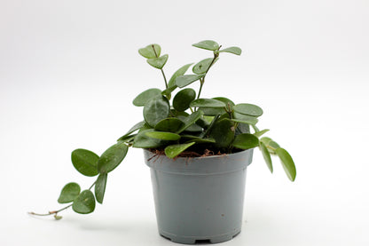 Hoya Mathilde splash