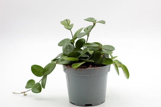 Hoya Mathilde splash