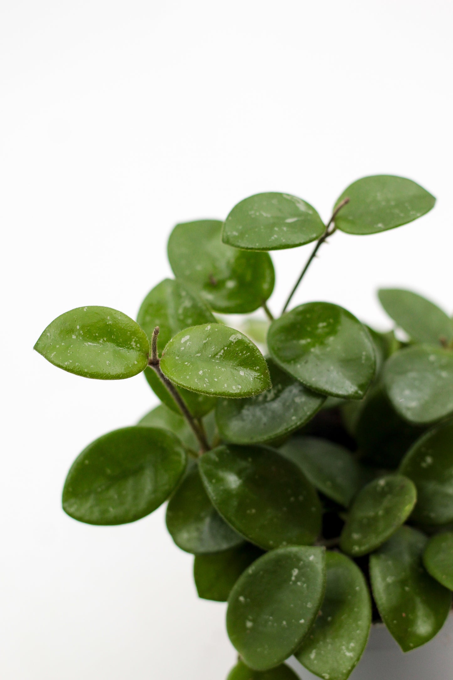 Hoya Mathilde splash