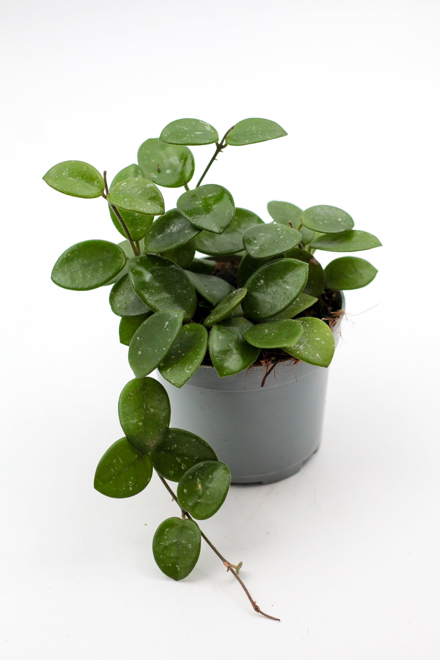 Hoya Mathilde splash