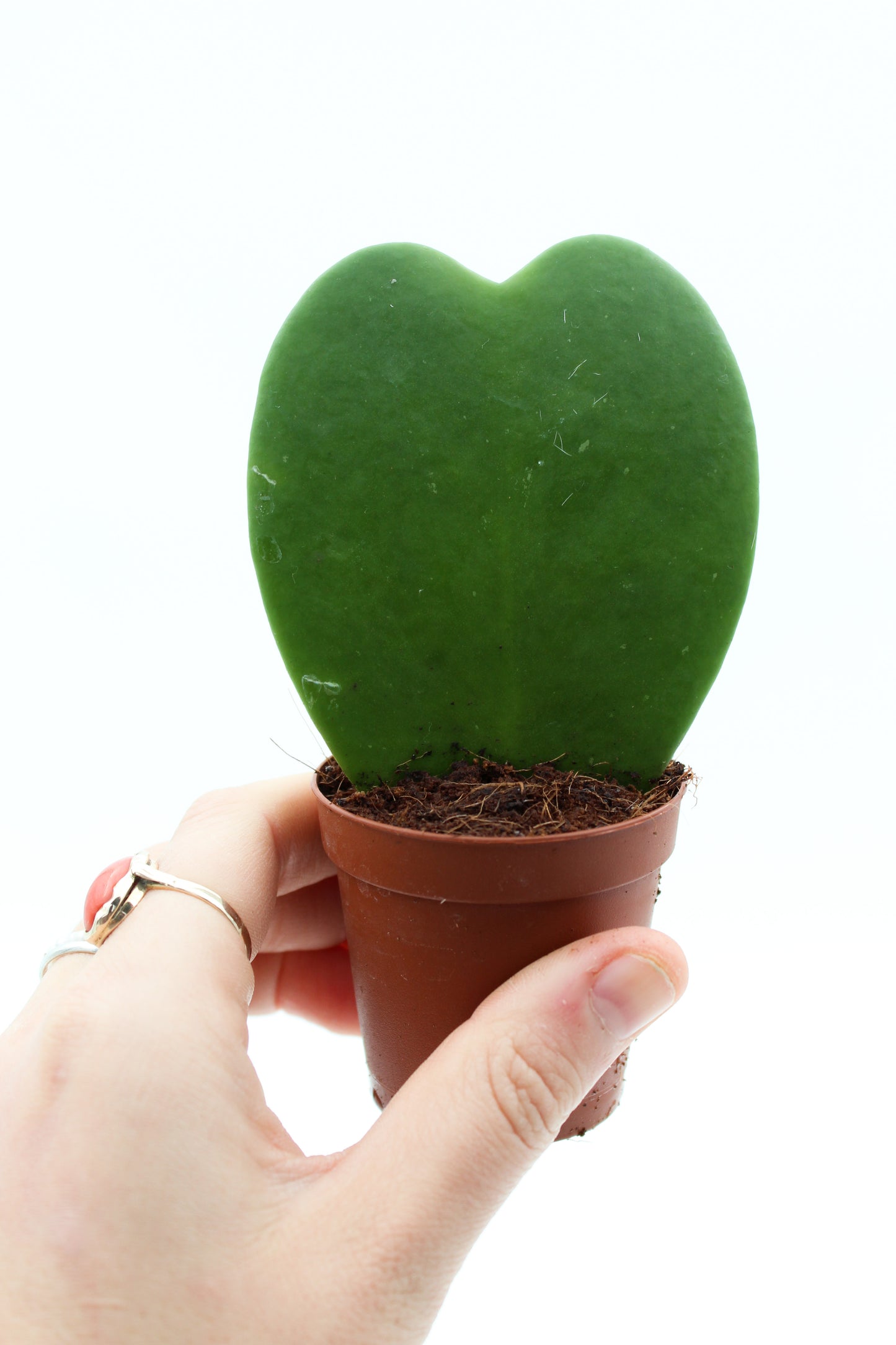 Hoya Kerrii heart plant