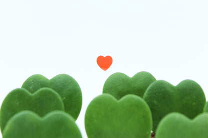 Hoya Kerrii heart plant