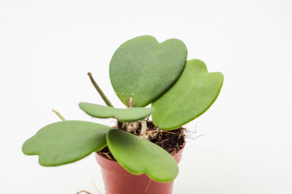 Hoya Kerrii heart plant