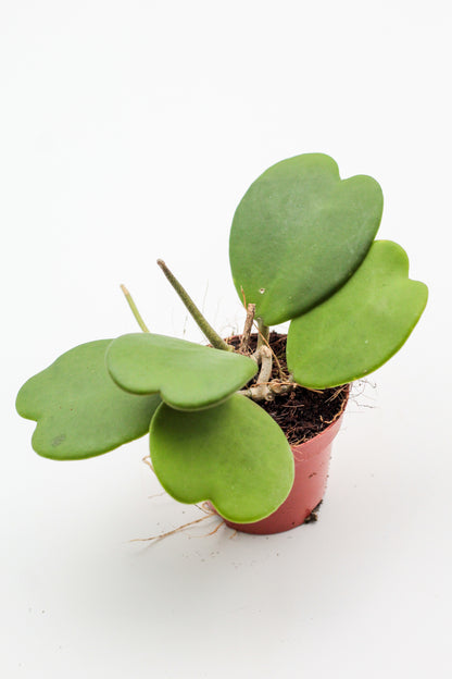 Hoya Kerrii heart plant