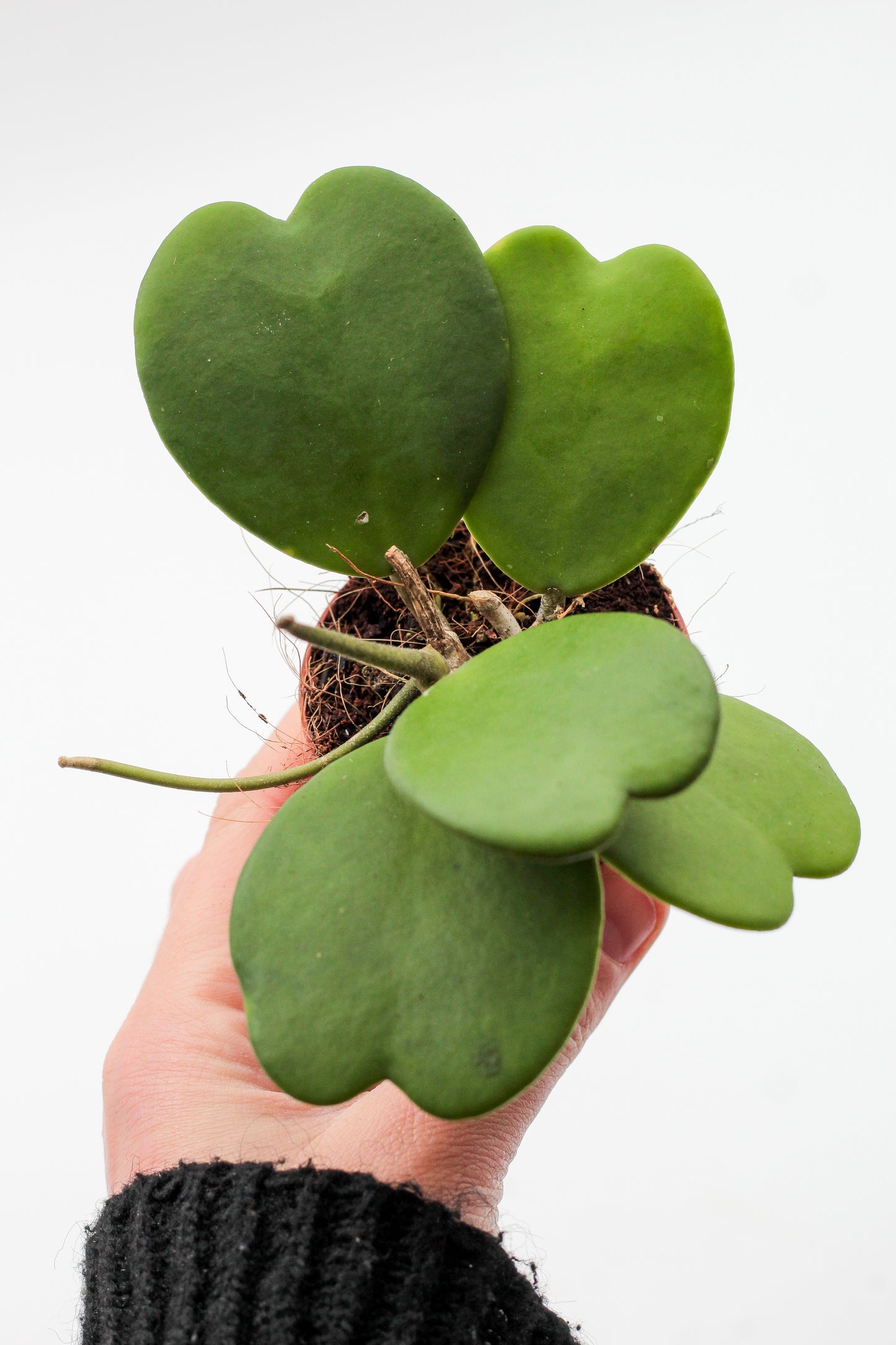 Hoya Kerrii heart plant