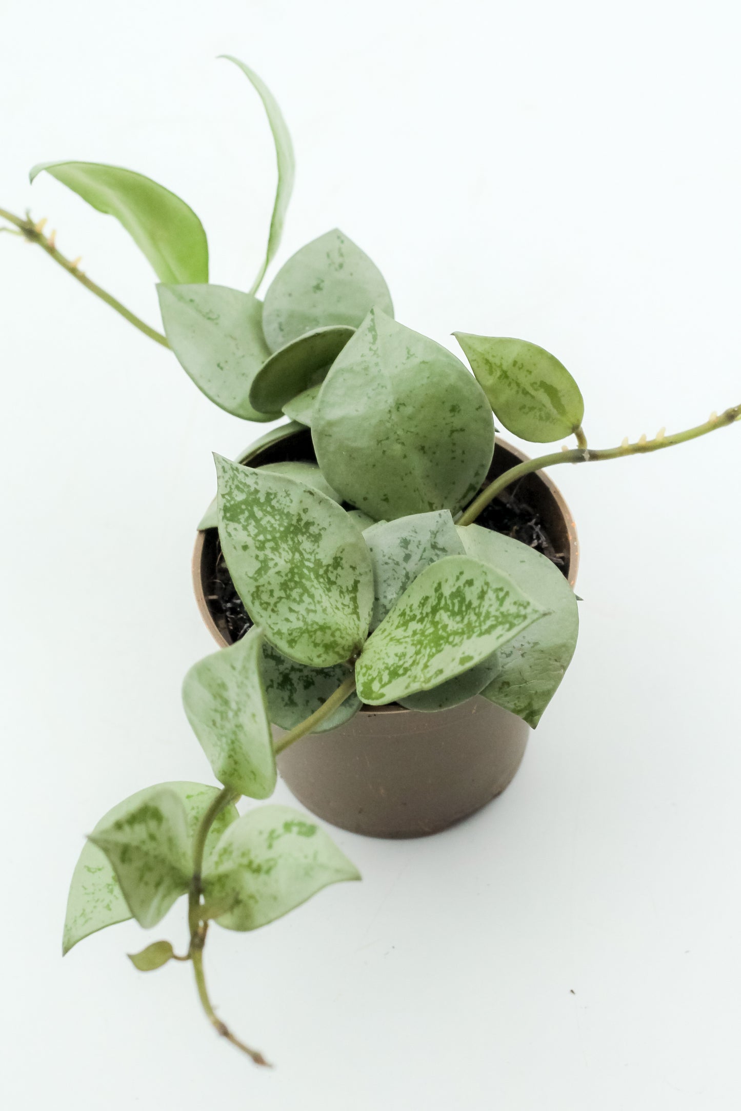 Hoya Krohniana Eskimo
