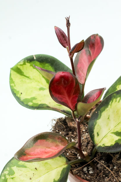 Hoya australis Lisa