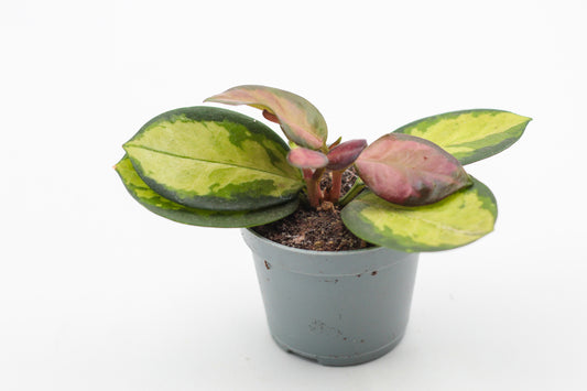 Hoya australis Lisa