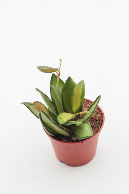 Hoya burtoniae variegata