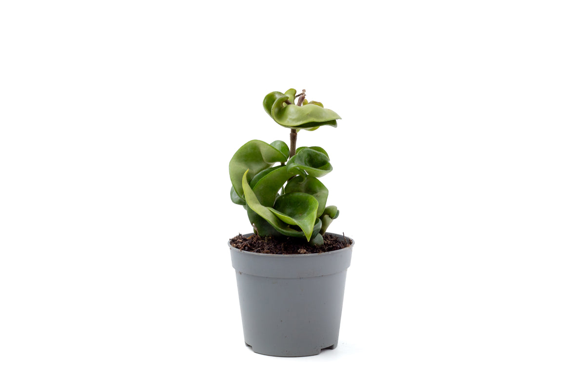 Hoya carnosa Compacta