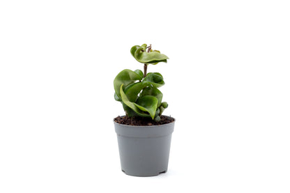 Hoya carnosa Compacta