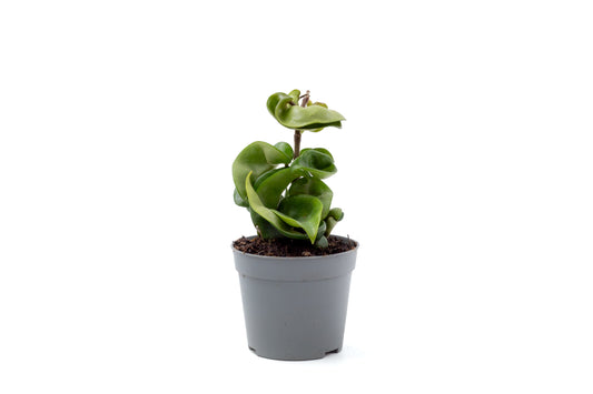 Hoya carnosa Compacta