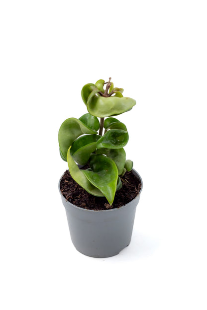 Hoya carnosa Compacta