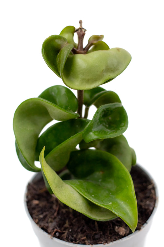 Hoya carnosa Compacta