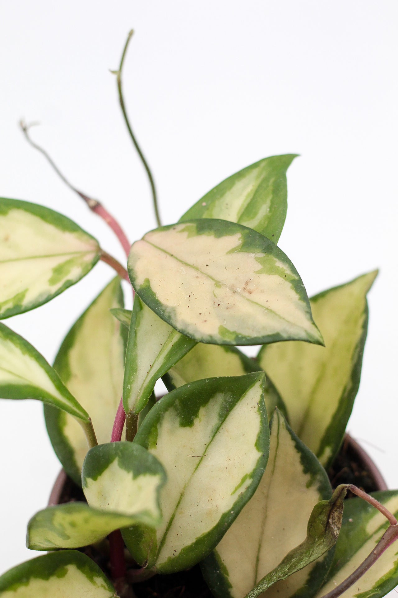 Hoya carnosa Tricolor
