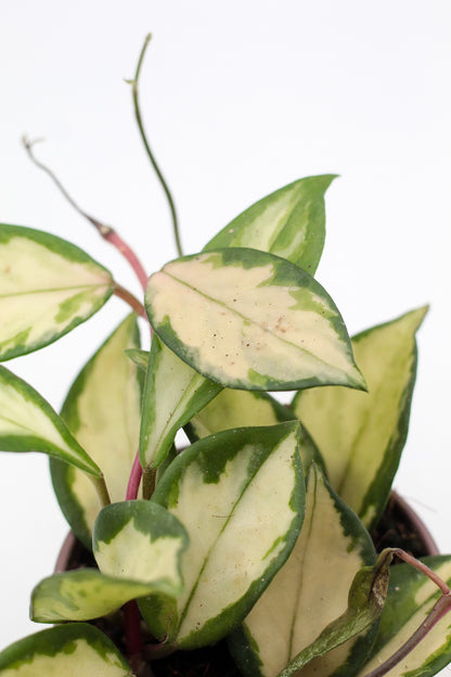 Hoya carnosa Tricolor