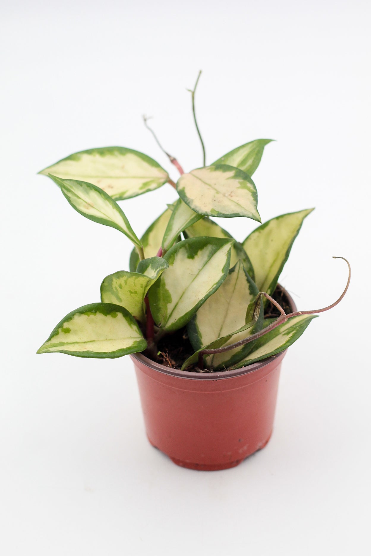 Hoya carnosa Tricolor