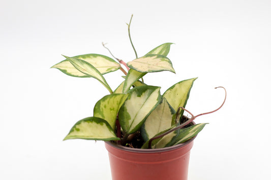 Hoya carnosa Tricolor