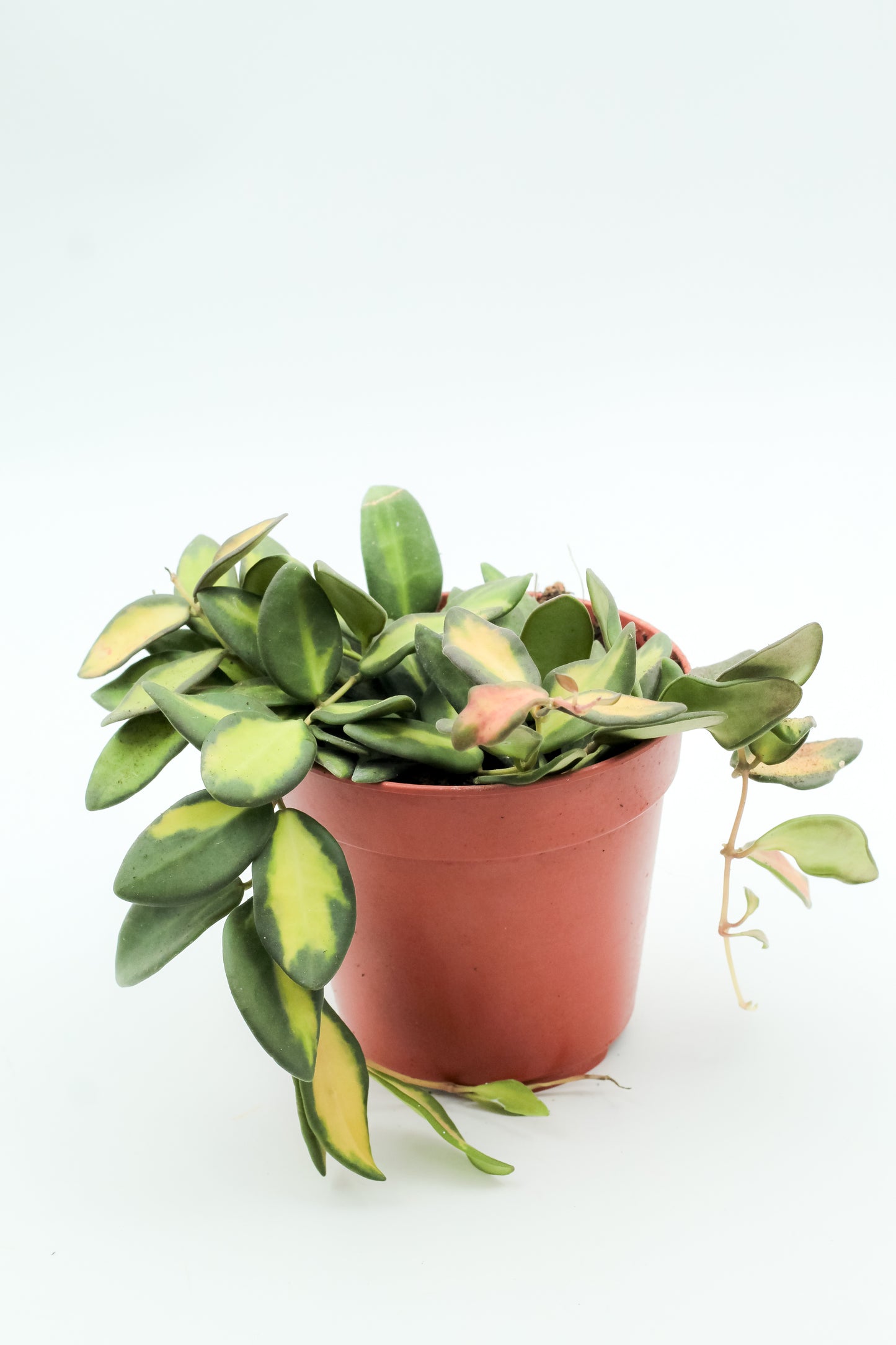 Hoya burtoniae variegata