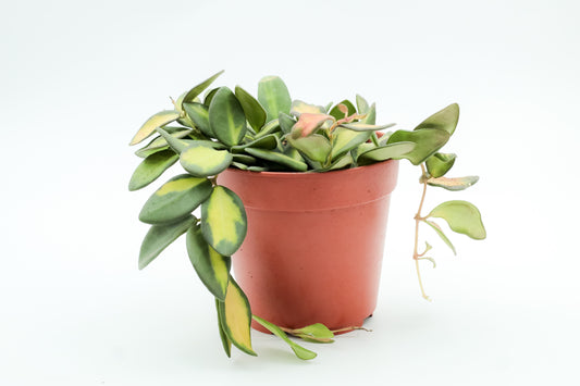 Hoya burtoniae variegata