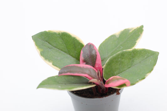Hoya carnosa Flamingo Dream