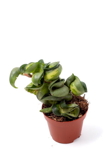 Hoya carnosa compacta 'Mauna Loa'