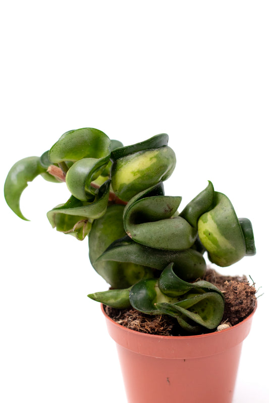 Hoya carnosa compacta 'Mauna Loa'