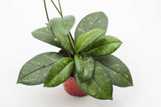 Hoya crassipetiolata splash