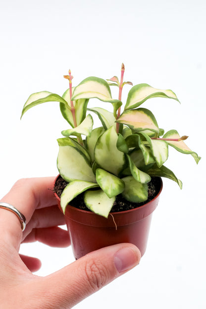 Hoya heuschkeliana variegata