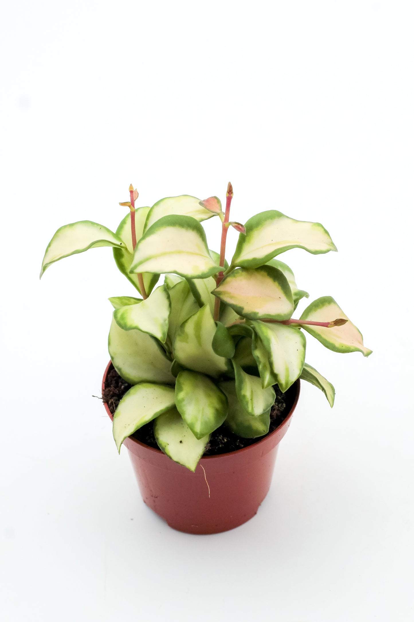 Hoya heuschkeliana variegata
