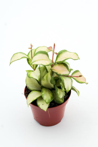 Hoya heuschkeliana variegata
