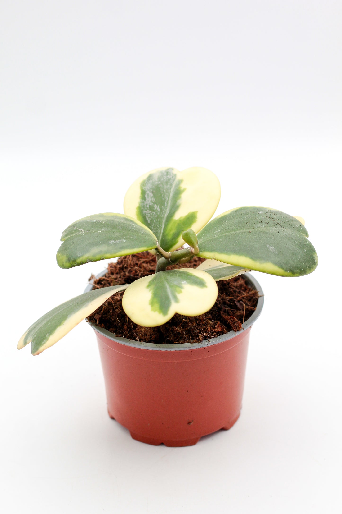 Hoya kerrii variegata hartjesplant